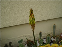 64ed2ded-Picture 2661.jpg
